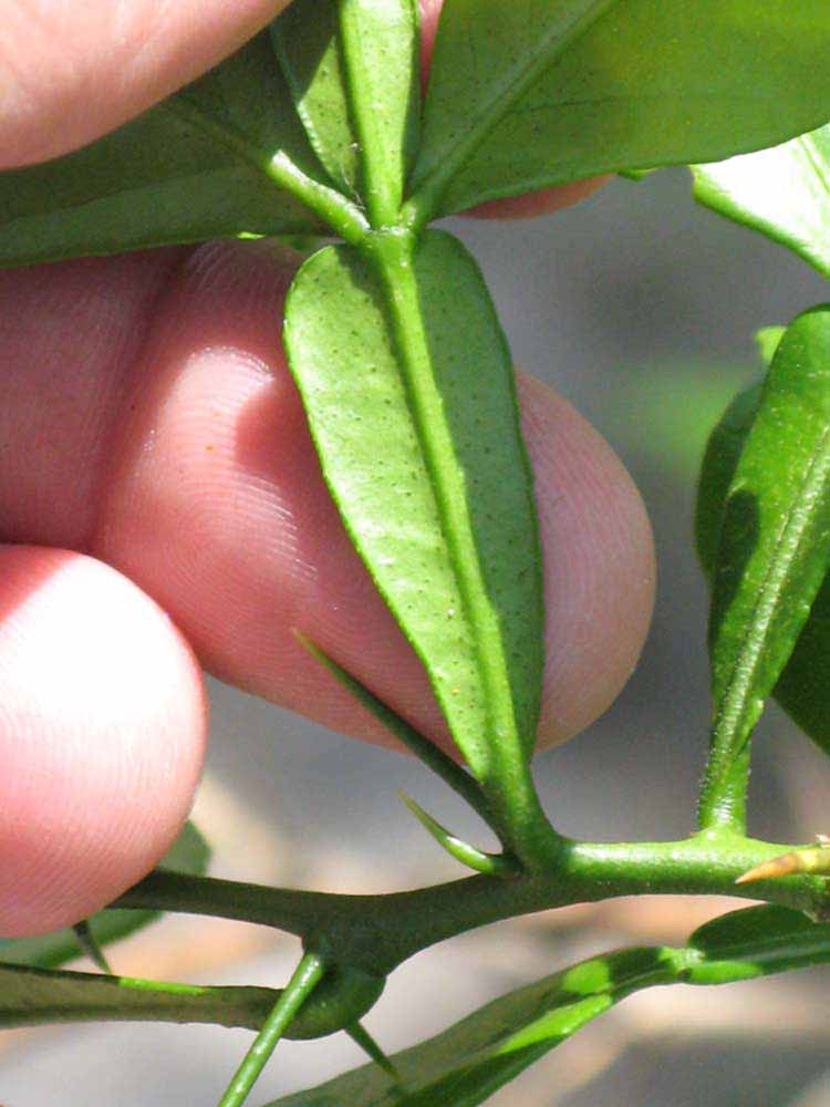              Petiole (Winter Haven, FL)       